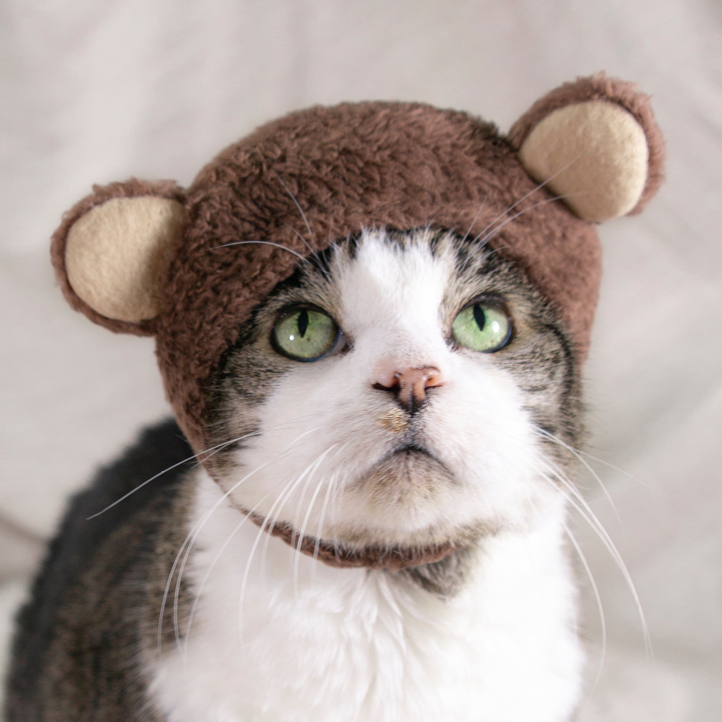 Teddy Bear Hat Cat Costume